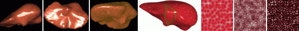 Liver Rendering